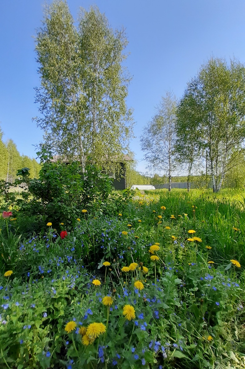 На самом деле заросли не такие густые. Это съемка с нижней ступеньки крыльца веранды. 