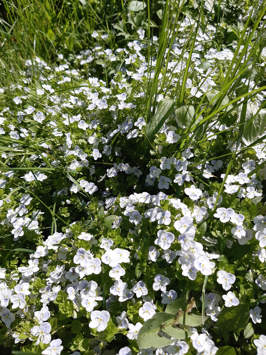 Милейшие цветочки сами украсили наш ландшафт. Разве не прелесть!