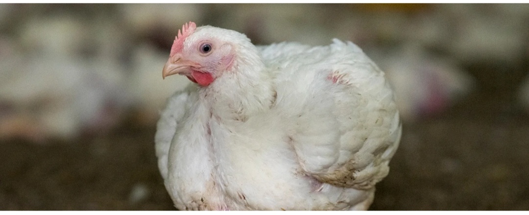 Водянка ( асцит)у бройлеров. Причины возникновения и как не допустить?