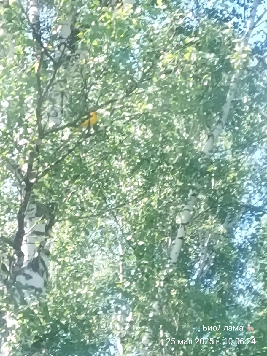 Самец иволги, мой подарок от мироздания в воскресенье 25.05.2025