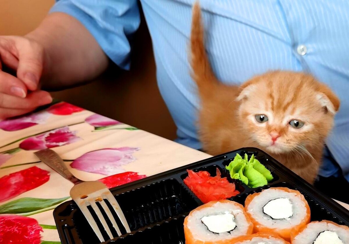 Котёнок Бася интересуется японской кухней.