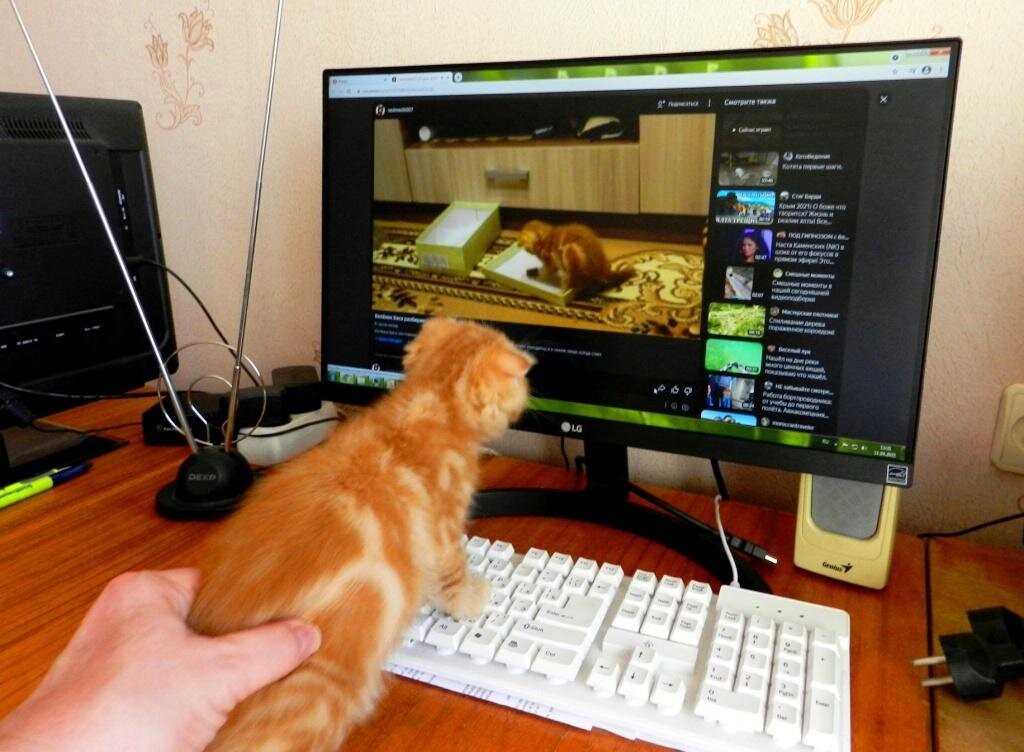 Котёнок Бася узнал себя в мониторе и решил познакомиться. Еле удалось удержать его.