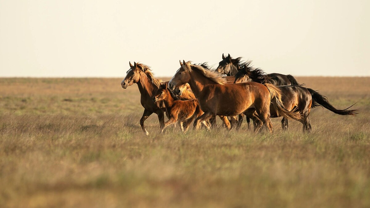     Автор: Oleg Mileev (Kamintsev)/cc by sa 4.0/wikimedia.org