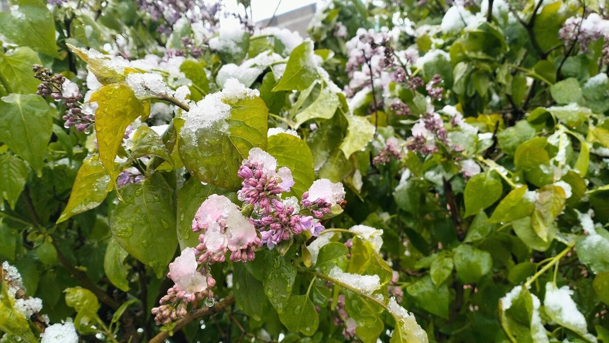     Источник: 1MI