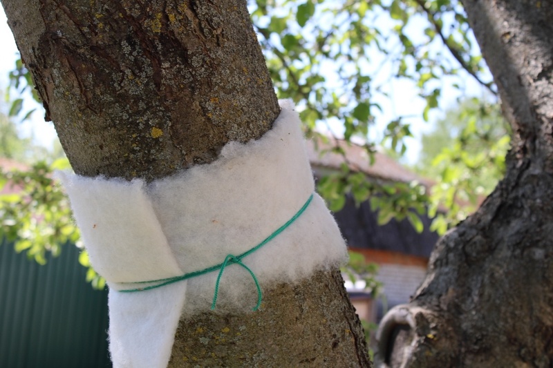 Обмотаный синетепон вокруг ствола яблони.