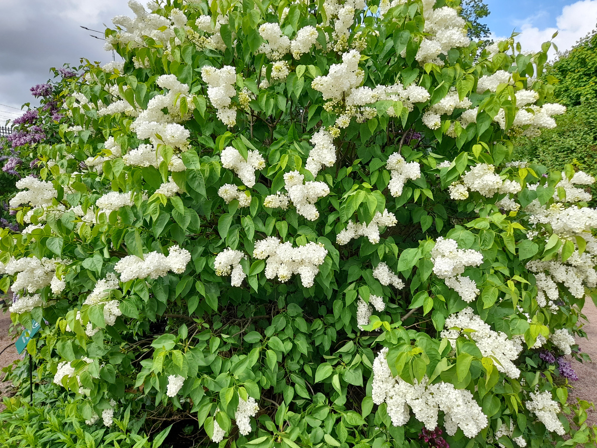 Пышные, белые,нежные