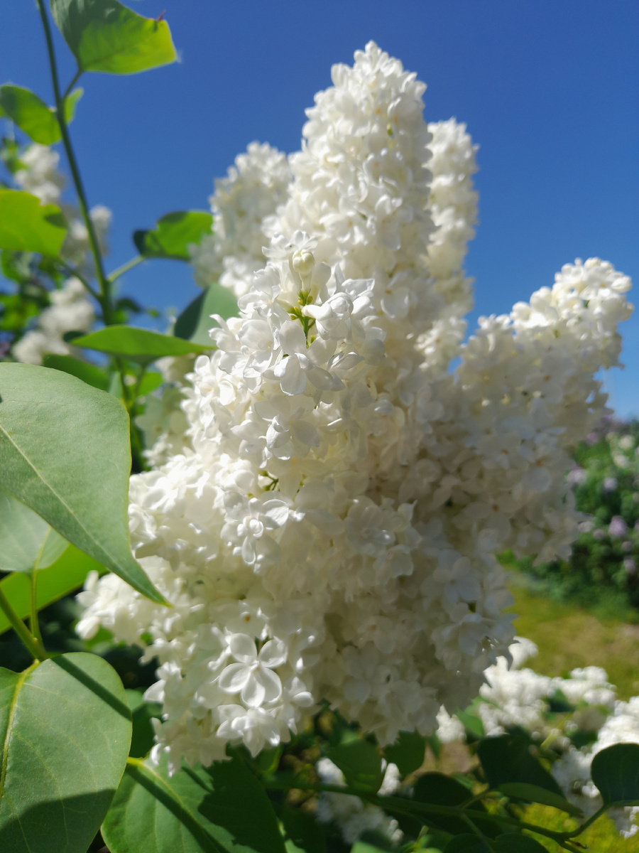 Невесты в белых кружевах