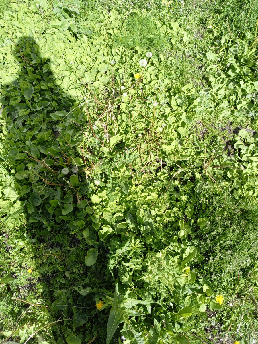 Целая полянка