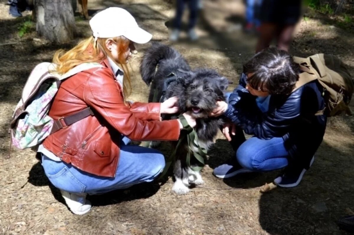    В столице Урала несколько раз в год проходят благотворительные фестивали, цель которых - найти дом для брошенных животных.