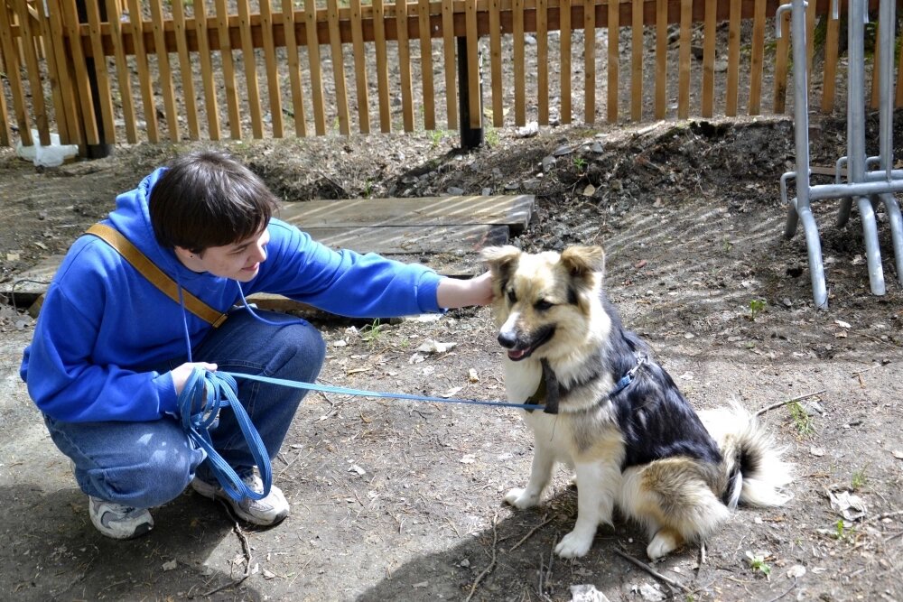    Волонтёры приводят животных, чтобы показать их гостям фестиваля и найти будущих «родителей» для мохнатых участников. Фото: «АиФ-Урал»/ Дарья Попович