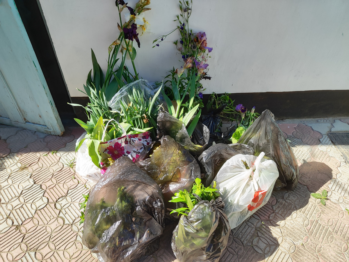 Вот сколько растений! 