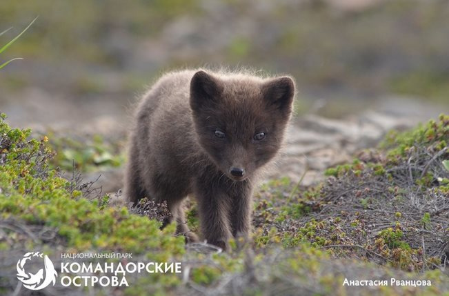 Фото: Песец на острове Медный / Национальный парк «Командорские острова»