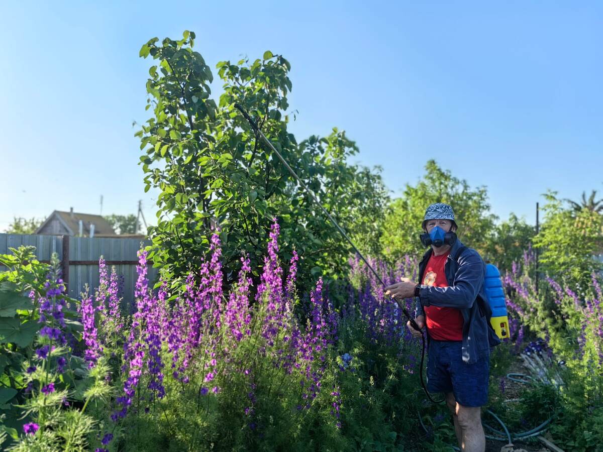 Мой муж Сергей обрабатывает плодовые деревья. Фото автора  
