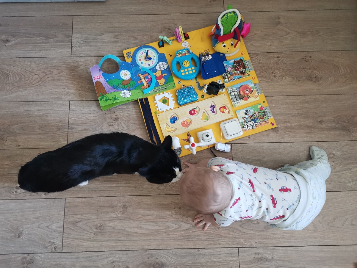 Кот-провокатор