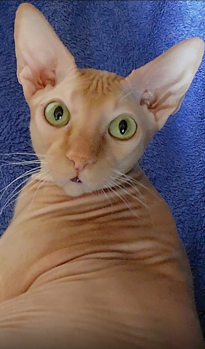 Мистер Кэт.