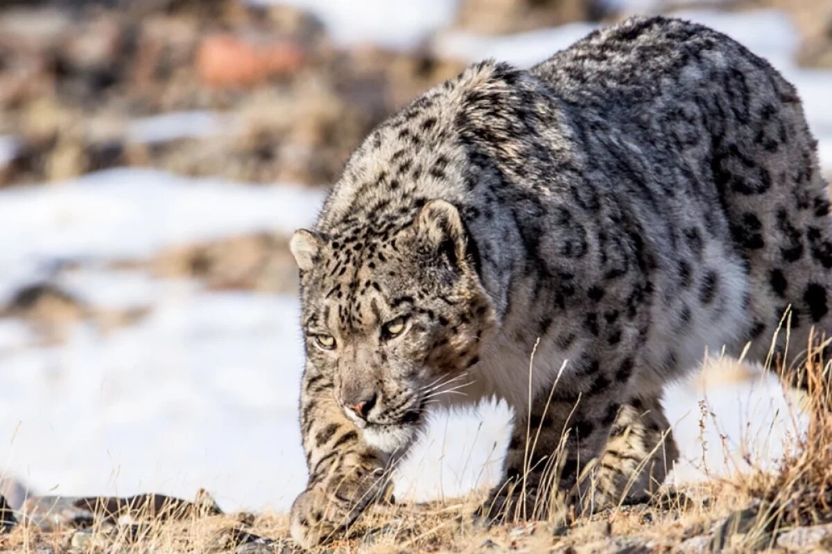    Ирбис, или снежный барс, или снежный леопард.