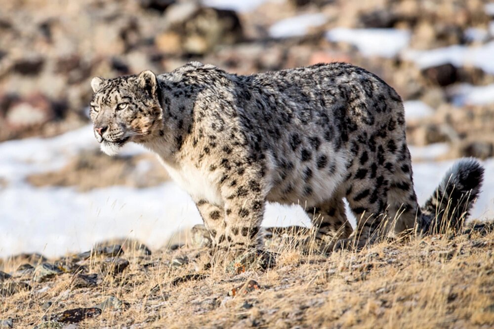    Мифы и реальность о снежном барсе. Фото: Геннадий Юсин