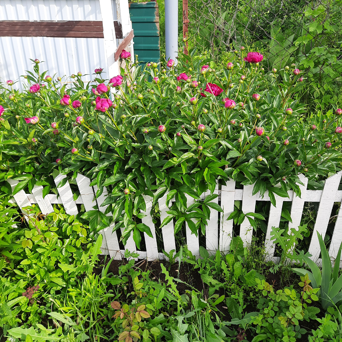 Пионы , сорт неизвестен