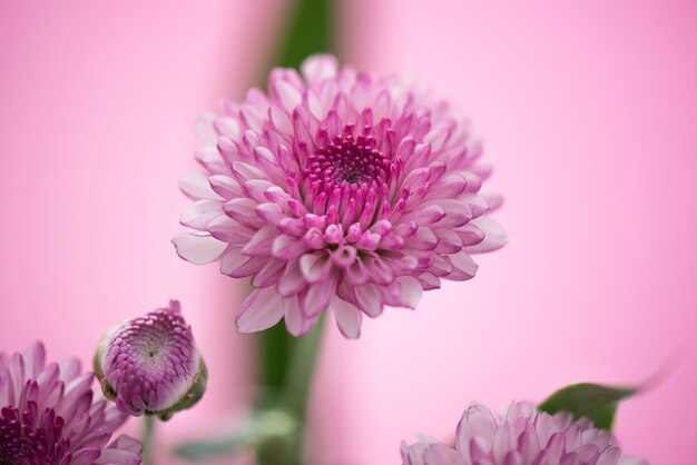 https://ru.freepik.com/premium-photo/beautiful-aster-flowers-pink-background_39601553.htm