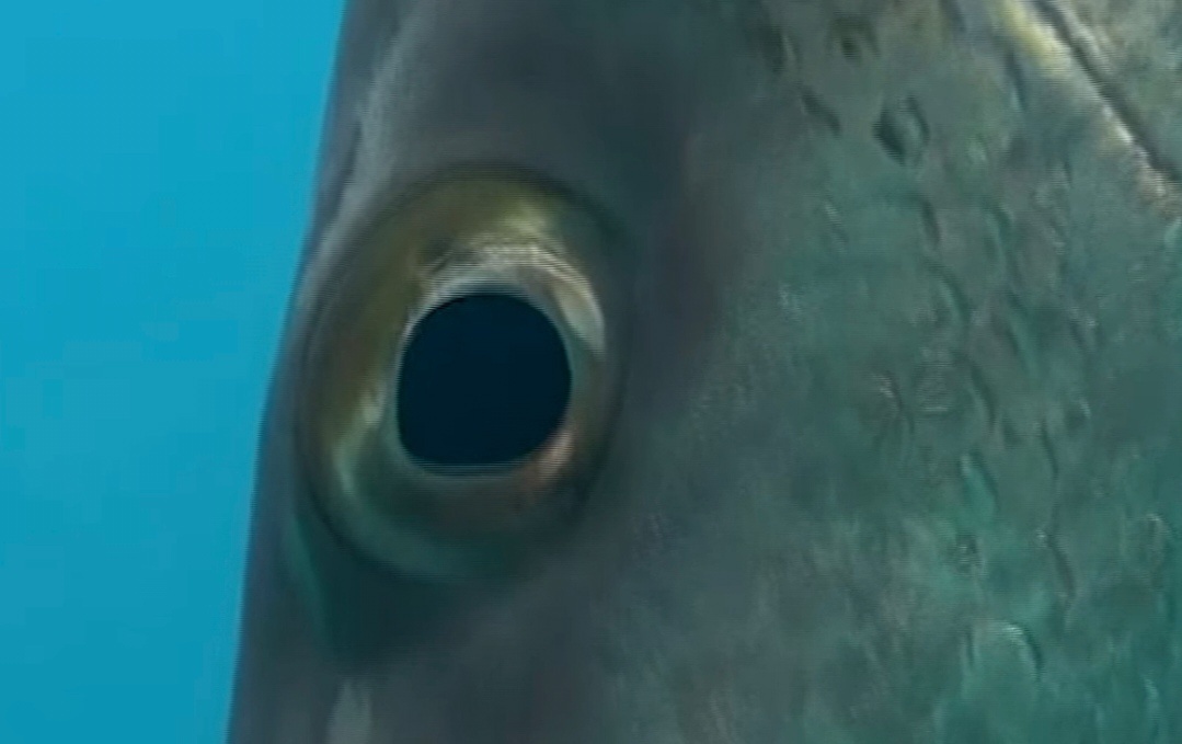 Как рыбы пьют воду