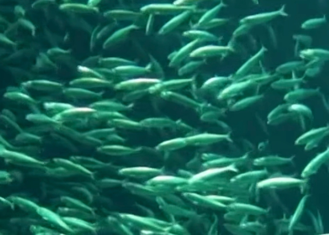 Косяк рыбы