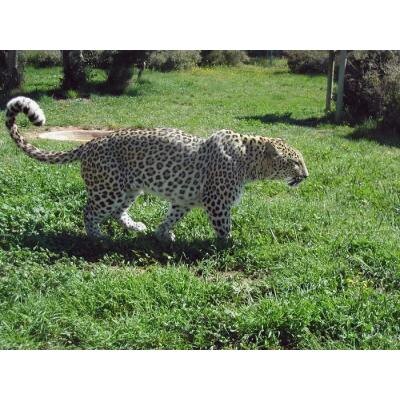 "ВО ВТОРОЙ ПОЛОВИНЕ ПРОШЛОГО ВЕКА В РЕЗУЛЬТАТЕ НЕКОНТРОЛИРУЕМОЙ ОХОТЫ, в том числе на кормовые виды животных, а также из-за фрагментации среды обитания и других внешних факторов, леопард оказался на грани исчезновения и с 1987 года был внесен в Красную книгу Армянской ССР. В настоящее время кавказский леопард также включен в Красную книгу животных РА (2010г.) и в Красный список Международного союза охраны природы (МСОП) со статусами «находящийся под угрозой исчезновения» и «в критическом состоянии» соответственно", - отмечается в решении.