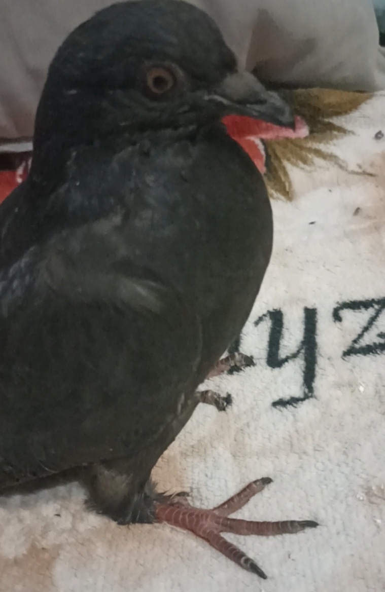 Гуль, попытка снять видео. 