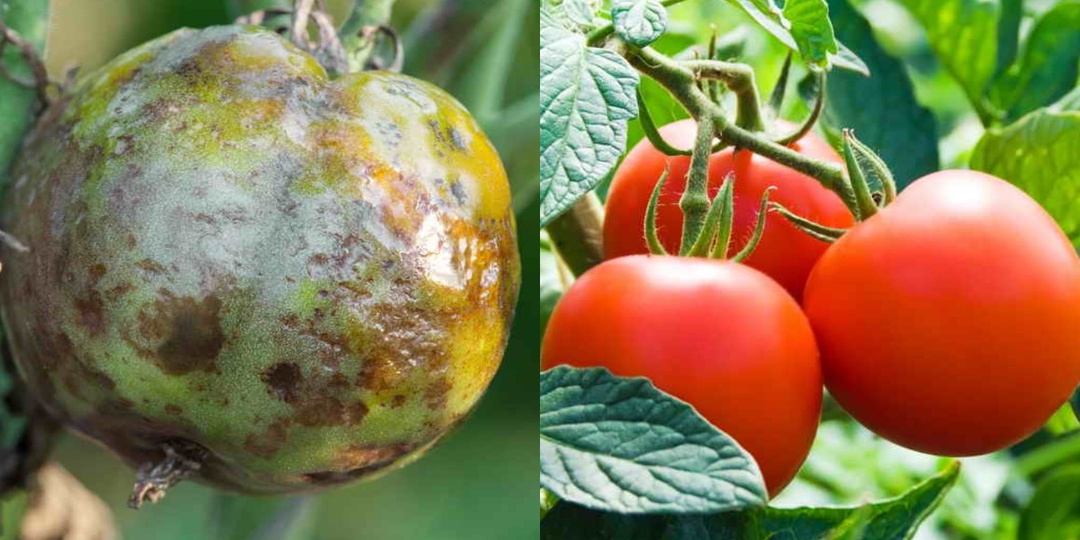 Останавливаю фитофтору на томатах за 3 обработки. Больше не плачу над почерневшими кустами