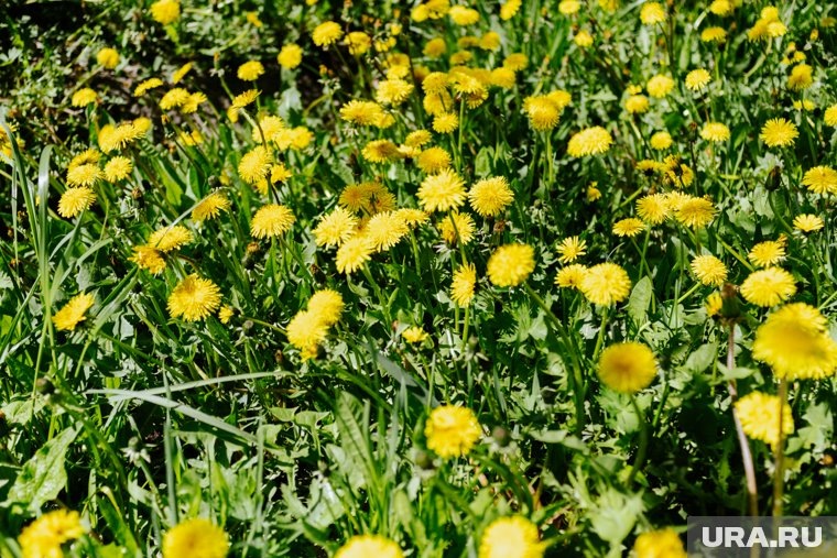  Полоть или не полоть: какие сорняки нельзя трогать  📷
