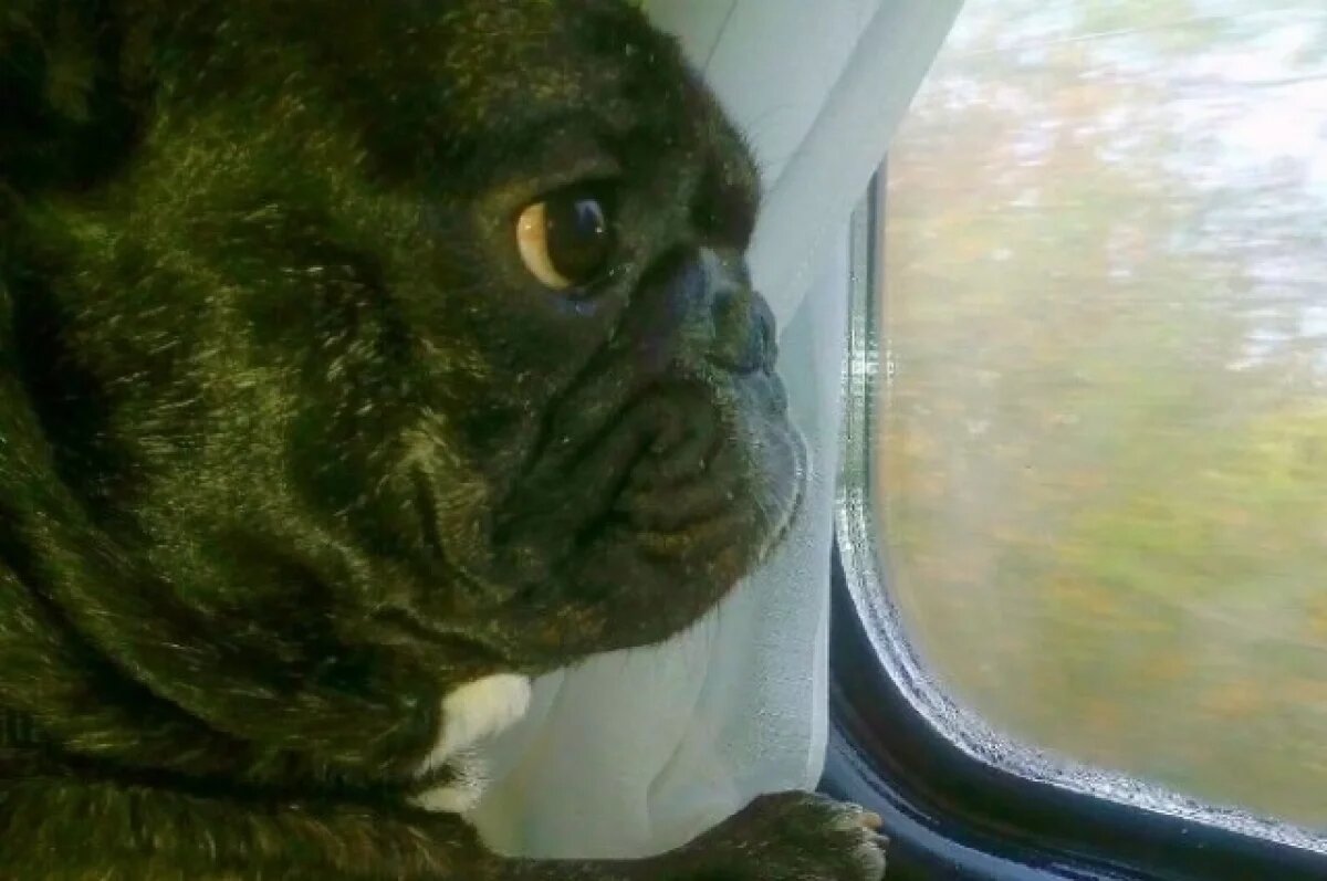    Вот где собака закрыта.