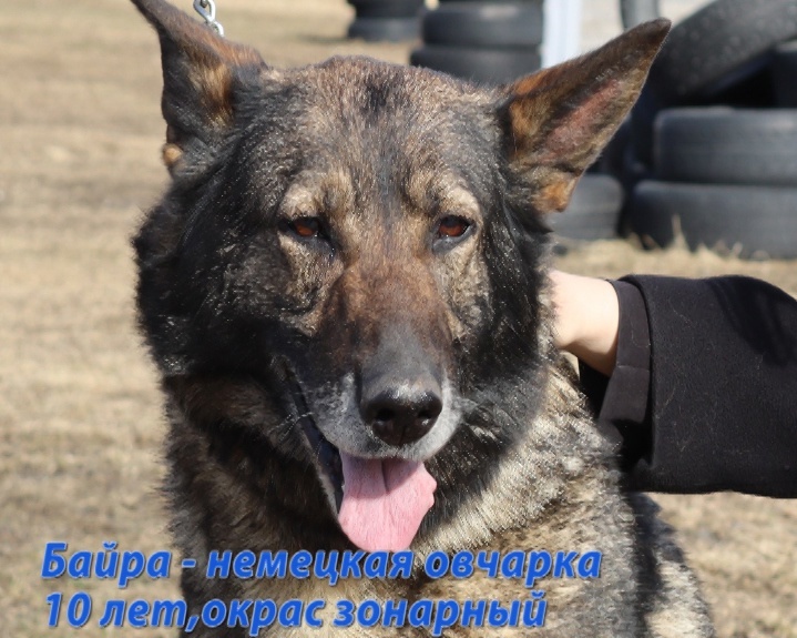    Фото: МВД по Республике Карелия