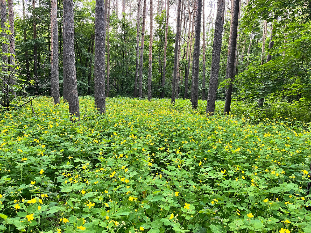 Лес задумал хорошенько очиститься чистотелом.