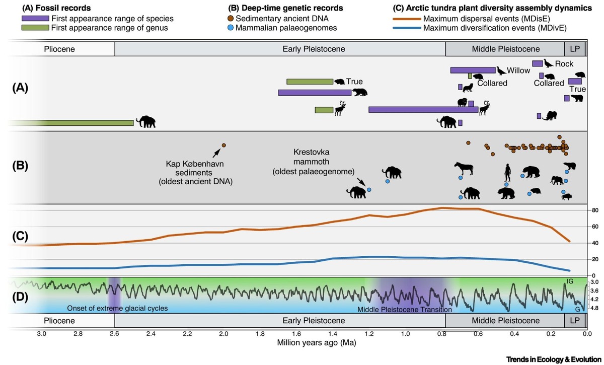    Хронология эволюции адаптированных к холоду таксонов позвоночных и растений / © Trends in Ecology & Evolution, 2025. DOI: 10.1016/j.tree.2025.04.005