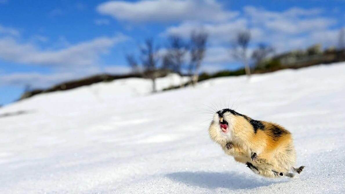    На фото норвежский лемминг (Lemmus lemmus) по кличке Курт из национального парка Сарек, Швеция / © Hanz Newman, Republic magazin