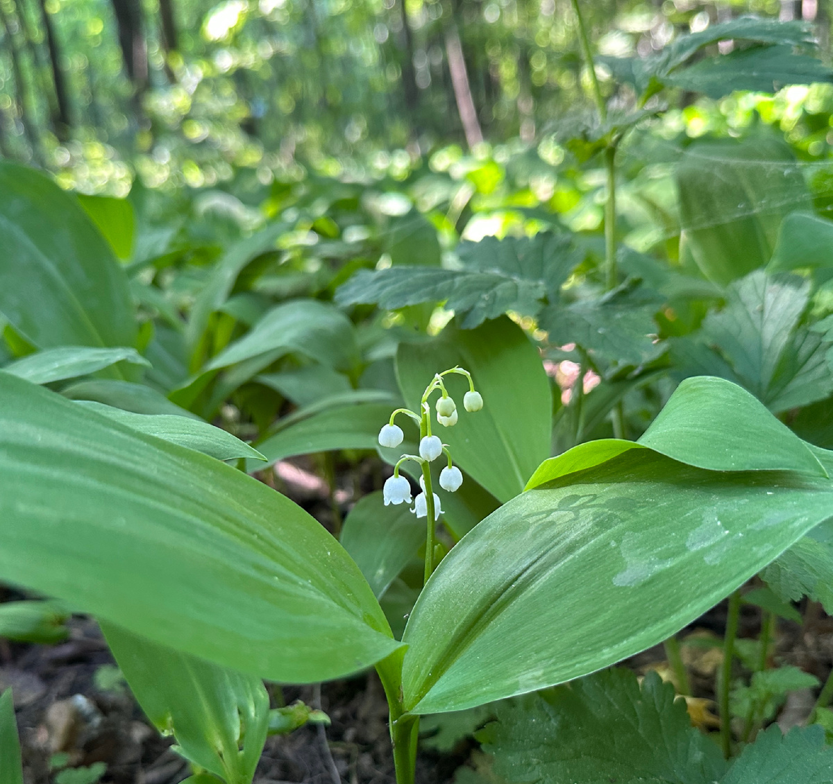 Фотография сделана автором канала