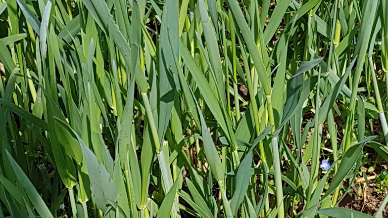 Закапываю в землю от ползучего пырея то, что выбрасывают соседи. Узнал про силу банановых шкурок и кофейной гущи