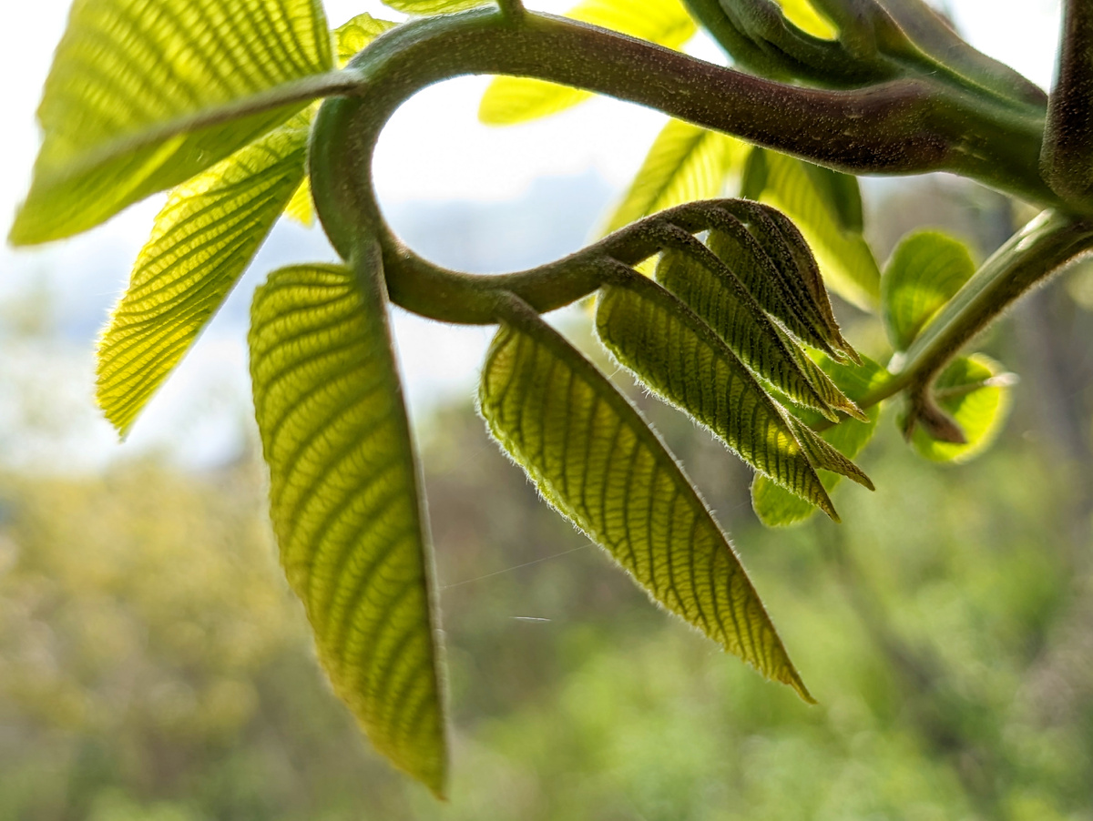 Изящный завиток листьев ореха маньчжурского. 