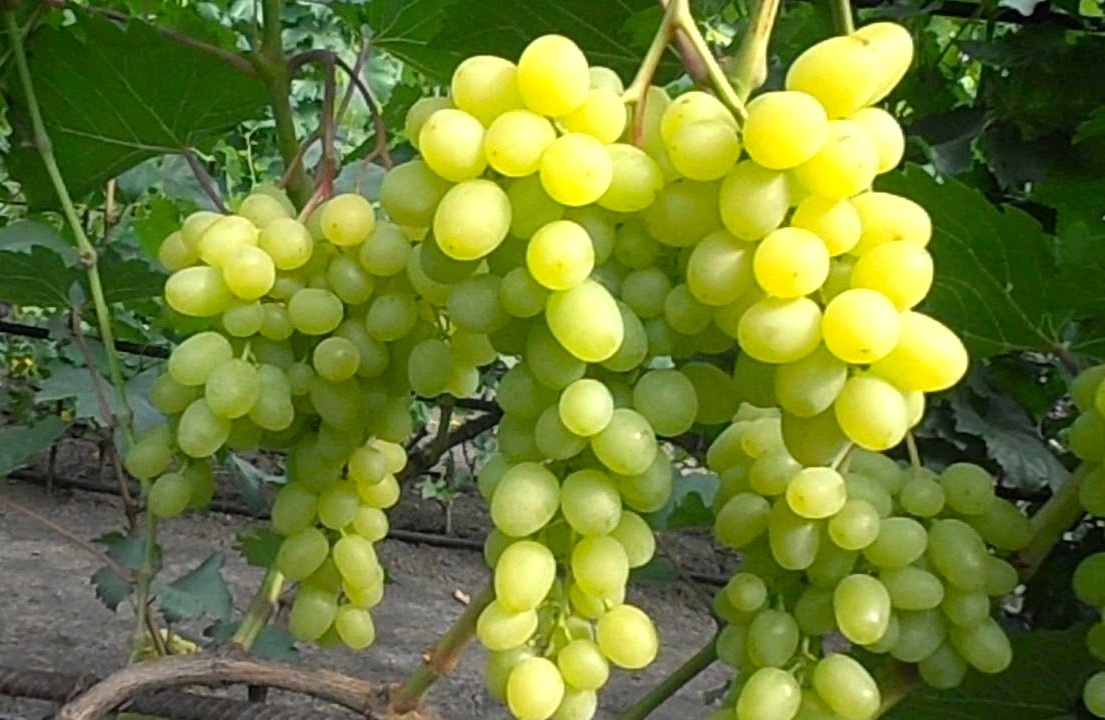 Фото с виноградной фермы