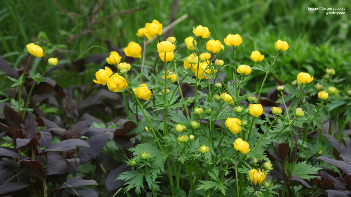 Купальница европейская (Trollius europeanus) и Вербейник обыкновенный (Lysimachia vulgaris) 'Persian Chocolate'.