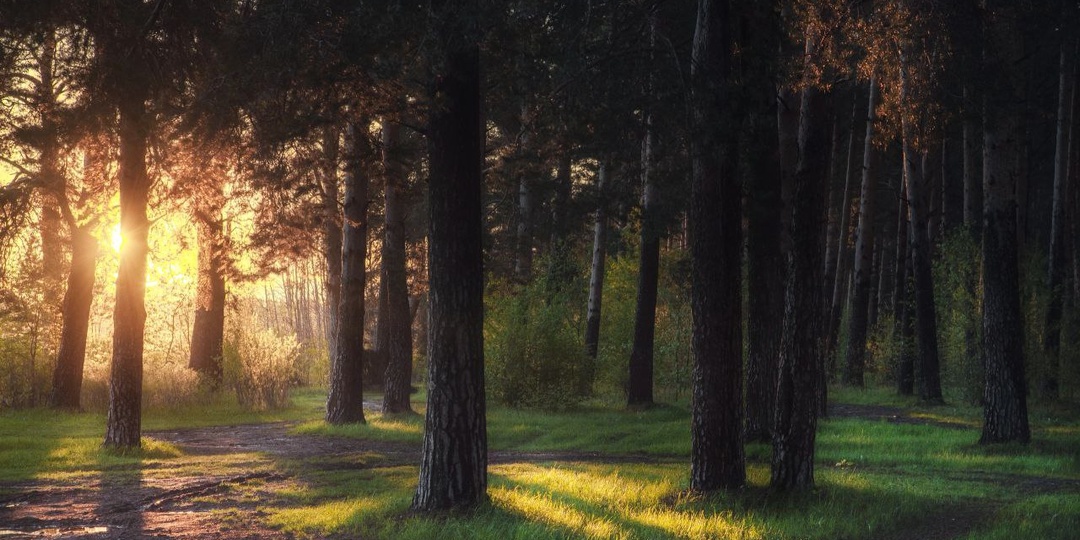 Утренний лес после дождя