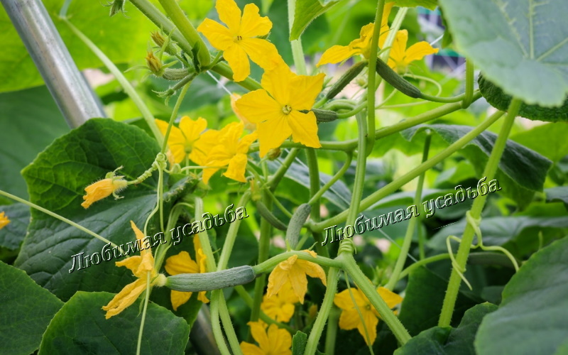 Так цветет пчелоопыляемый огурец без формировки.