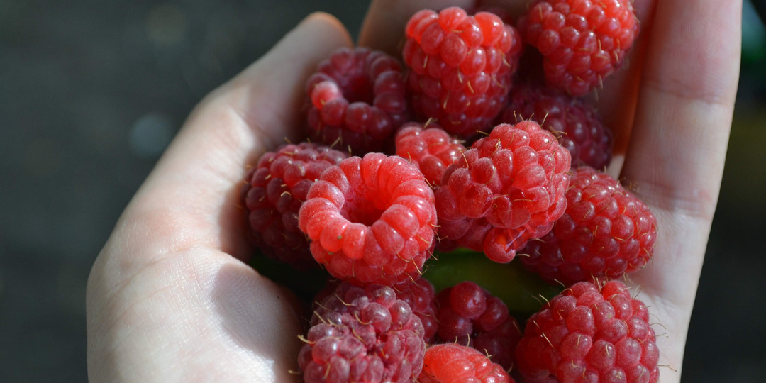 Лью под цветущую малину то же, что и прабабушка 50 лет назад. Соседи не верят размеру моих ягод и просят рецепт