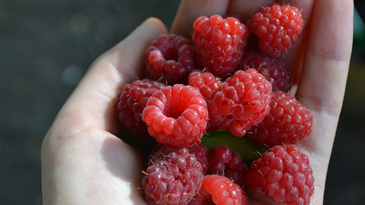 Ягоды после бабушкиных подкормок весят по 6 граммов