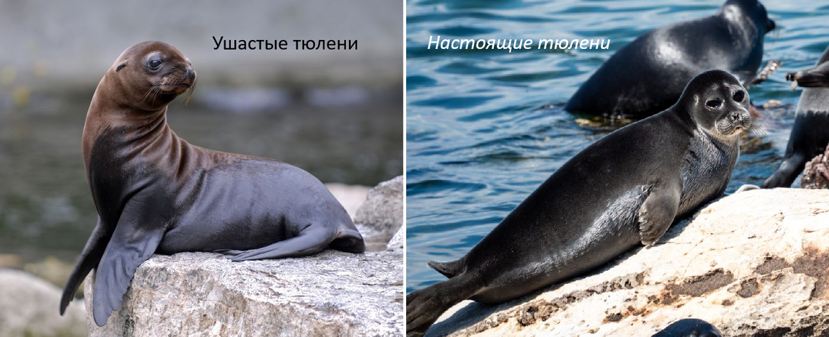 Слева: ушастые тюлени; Справа: настоящие тюлени
