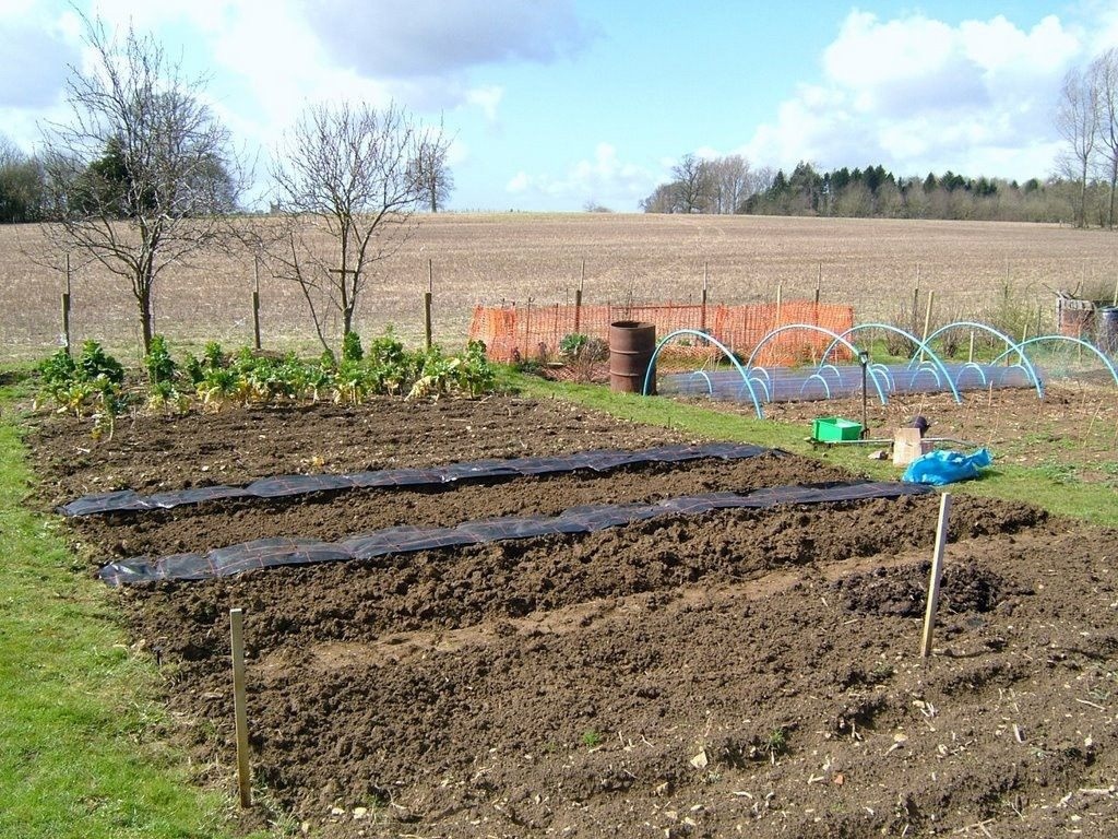 Фото: saz, botanichka.ru