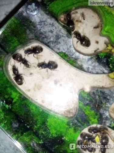 Вот так делать не надо, на фото несколько маток Lasius niger, они моногинные, далее автор истории расскажет, что они все умерли. А всё из-за незнания. И  жадности.