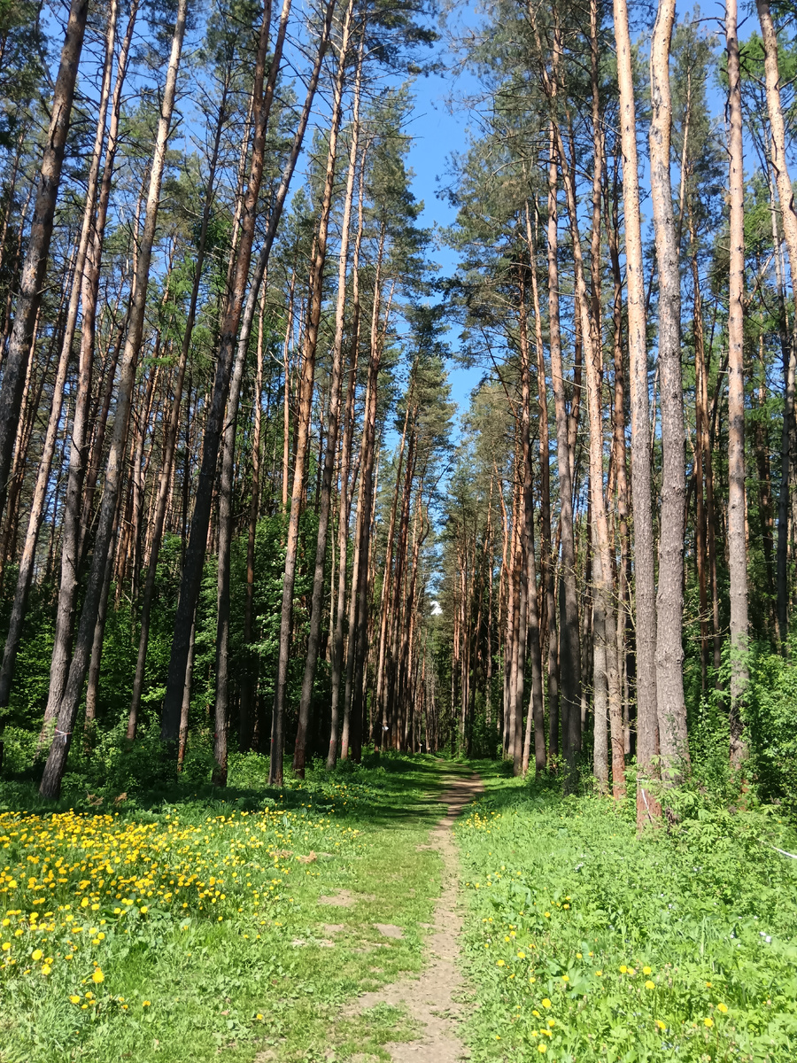 Лес Русятка 