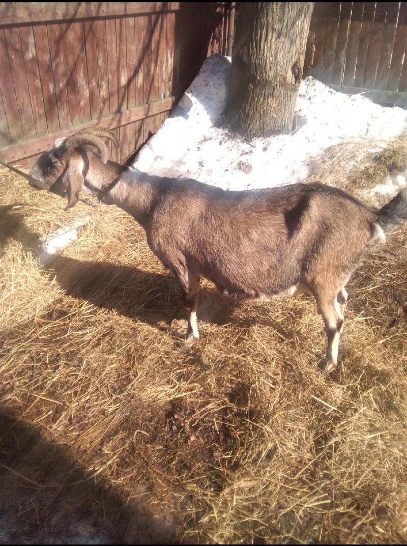 Фото автора.Коза Няша плотного телосложения,после родов прошло 2 недели.