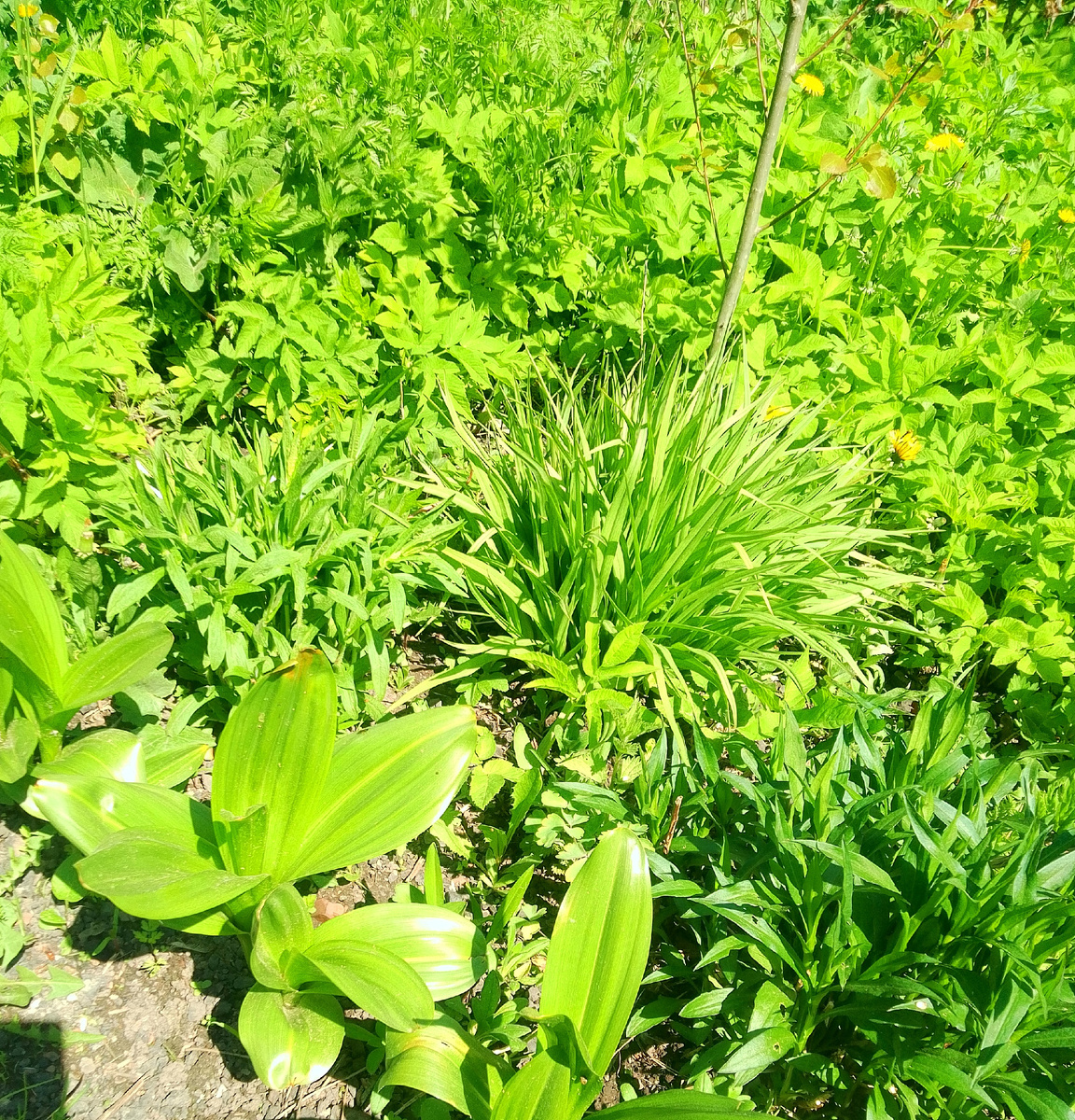 Астры там красивые, которые  до зимы стоят...