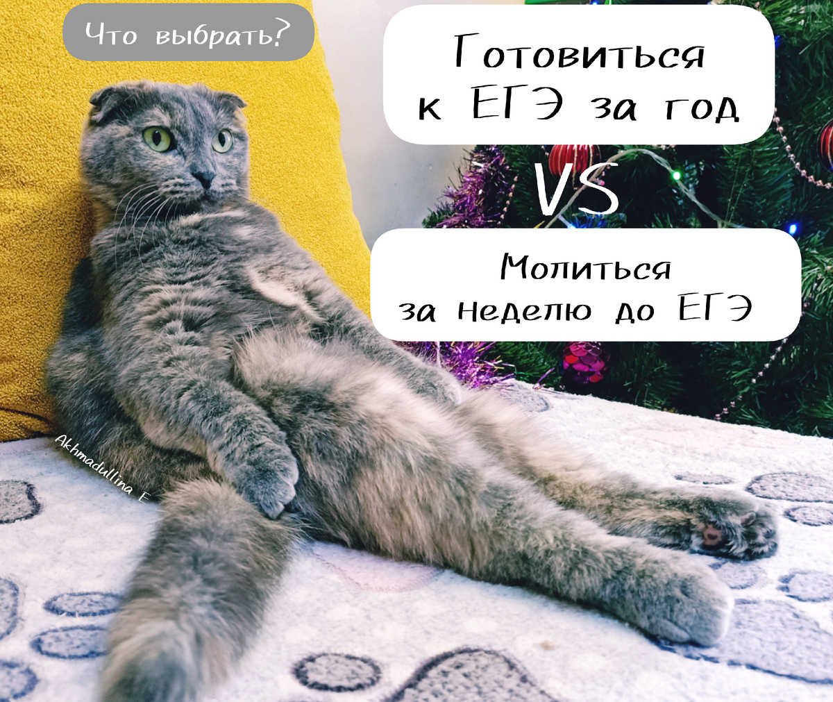 Помогите Муре сделать выбор 